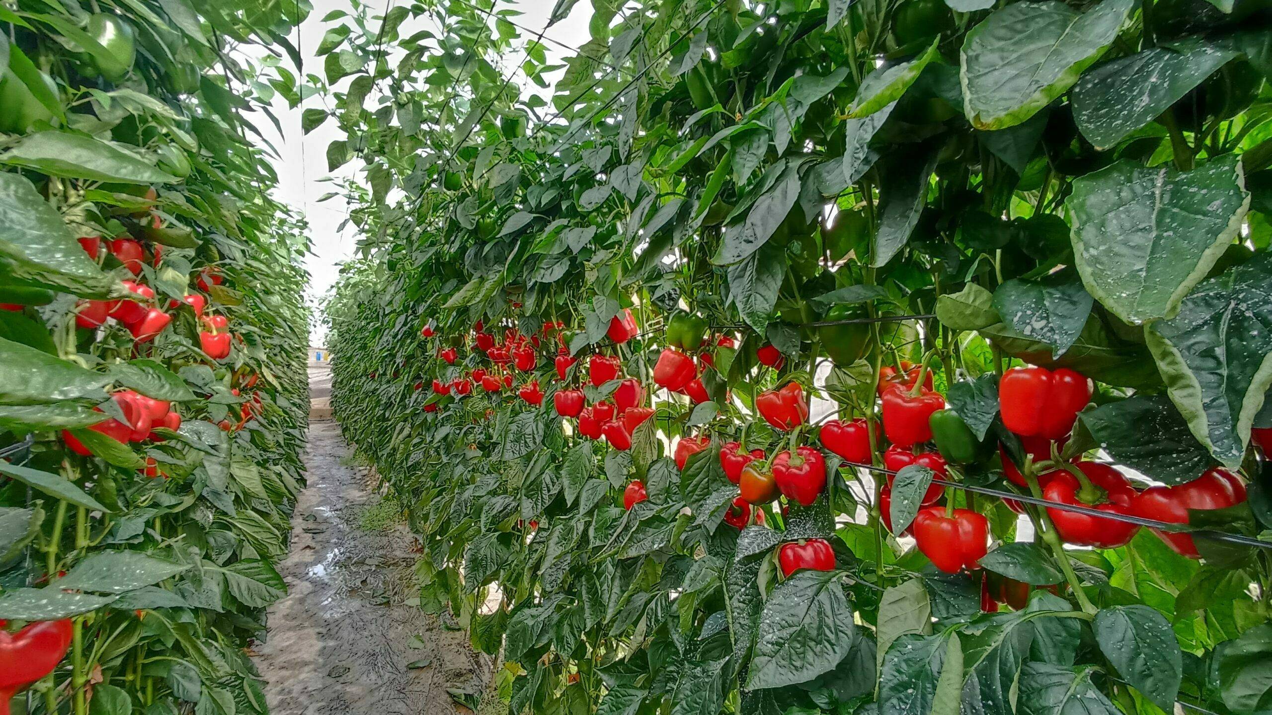 semillas-fito-voltio-pimiento-california|IMG_20211102_103124